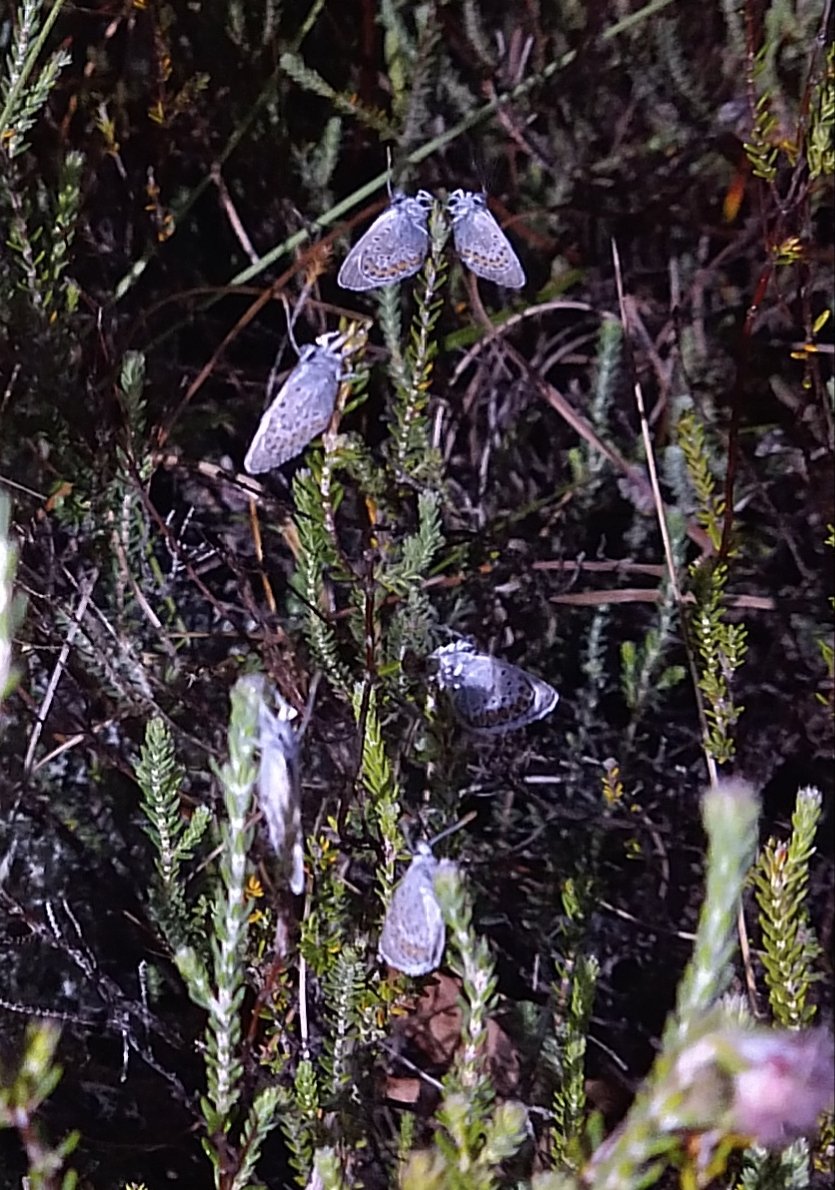 Amazing night of fieldwork last night, with 3 more ♂️ Nightjars tagged &amp; the capture of a rare Greater Horseshoe Bat &amp; literally 100's upon 100's  of Silver-studded Blues roosting on the tops of the heather. Quite a memorable solstice. <a href="/_BTO/">BTO</a> <a href="/_BCT_/">Bat Conservation Trust</a> <a href="/savebutterflies/">Butterfly Conservation 🦋</a> <a href="/DorsetHeaths/">Dorset Heaths Partnership</a>