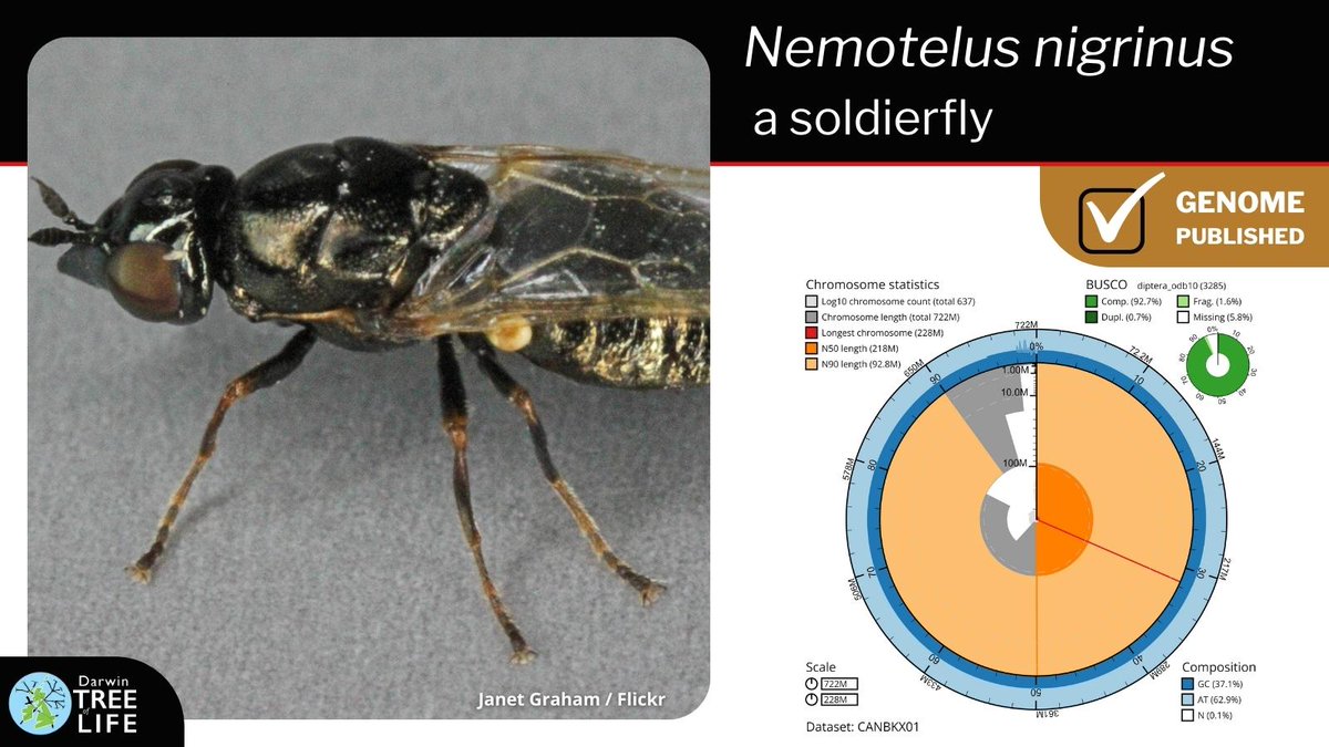 darwintreelife's tweet image. Our latest #DarwinTreeOfLife #GenomeNote: Nemotelus nigrinus, a soldierfly 🪰

Thanks to @Olga00209044, Ryan Mitchell &amp;amp; Duncan Sivell @NHM_Science, @SangerToL and all who helped generate this #genome🧬  

📑Read how we did it @WellcomeOpenRes:
wellcomeopenresearch.org/articles/8-240