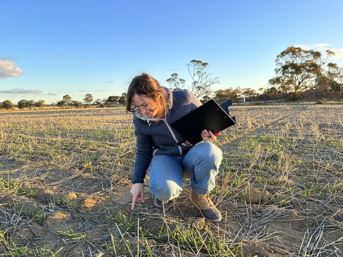 Samantha Harvie (@harviesamantha1) on Twitter photo Tending to our wheat nitrogen timing trial in Merredin this week, looking forward to getting some results across six varieties! 🌾<a href="/SMS_UWA/">Molecular Sci-UWA</a>, <a href="/GRDCWest/">GRDC West</a>, <a href="/IOA_UWA/">The UWA Institute of Agriculture</a>, <a href="/PlantEnergyBiol/">Plant Energy Biology</a> Tending to our wheat nitrogen timing trial in Merredin this week, looking forward to getting some results across six varieties! 🌾<a href="/SMS_UWA/">Molecular Sci-UWA</a>, <a href="/GRDCWest/">GRDC West</a>, <a href="/IOA_UWA/">The UWA Institute of Agriculture</a>, <a href="/PlantEnergyBiol/">Plant Energy Biology</a>