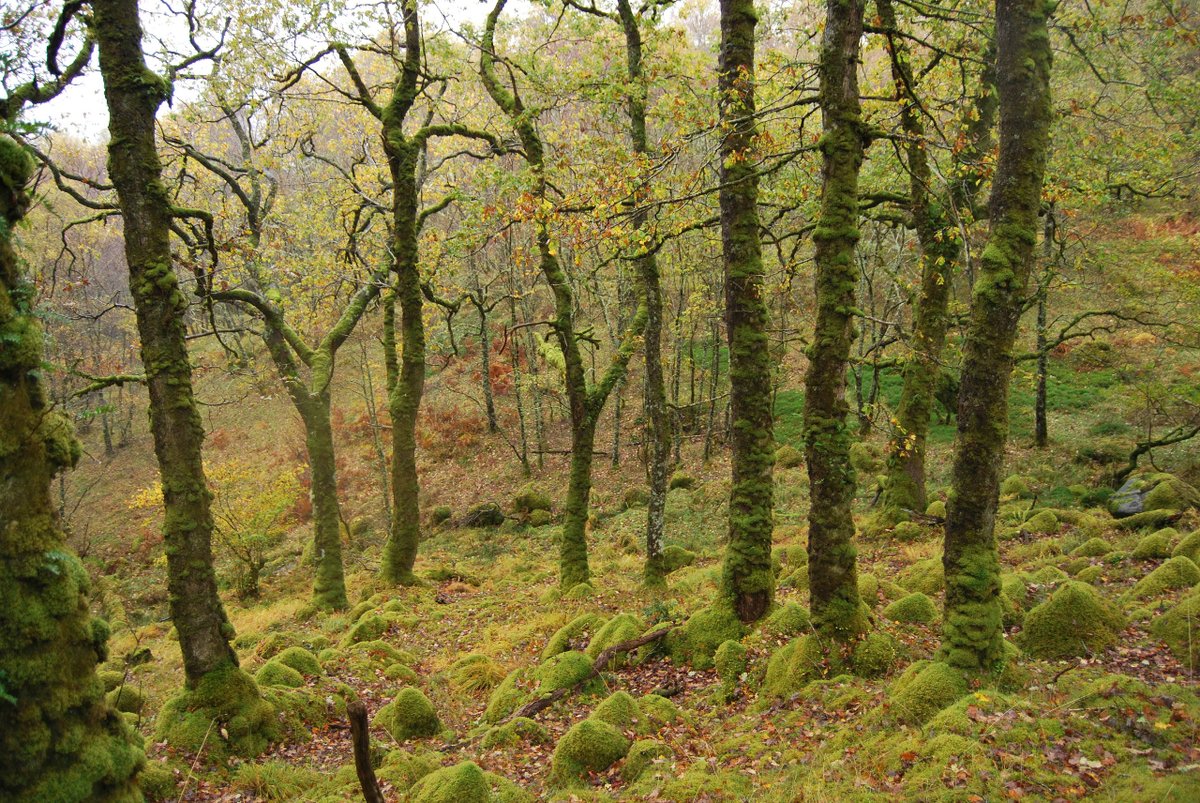 The best rainforest habitat in Europe is found in Scotland! Temperate rainforests are rare and cover only about 1% of the planet. In Europe, you can find them on the Atlantic coastlines of Britain & Ireland, Norway, France & Spain. #WorldRainforestDay @ASRainforest 📸 Ian Dow/ACT