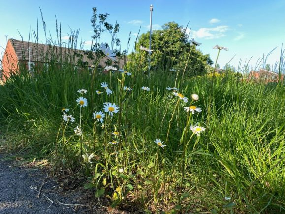 Residents in Warwick district refute the success of No Mow May - leamingtonobserver.co.uk/news/residents…