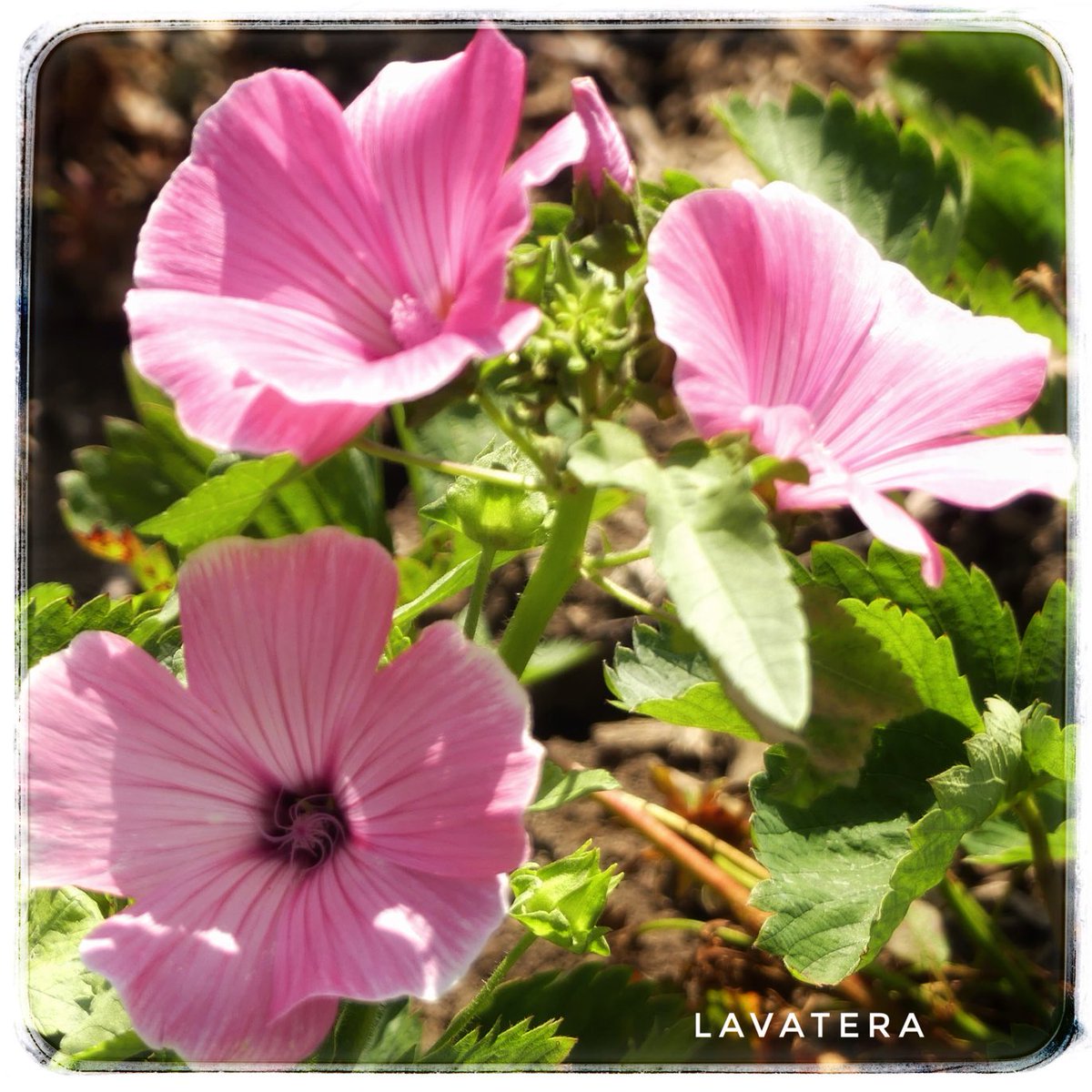adriana57's tweet photo. Dag 22 van #junibloeiers ook de prachtige #lavatera bloeit weer โฆ@vule_rock_nrollโฉ https://t.co/ogajJirnPl