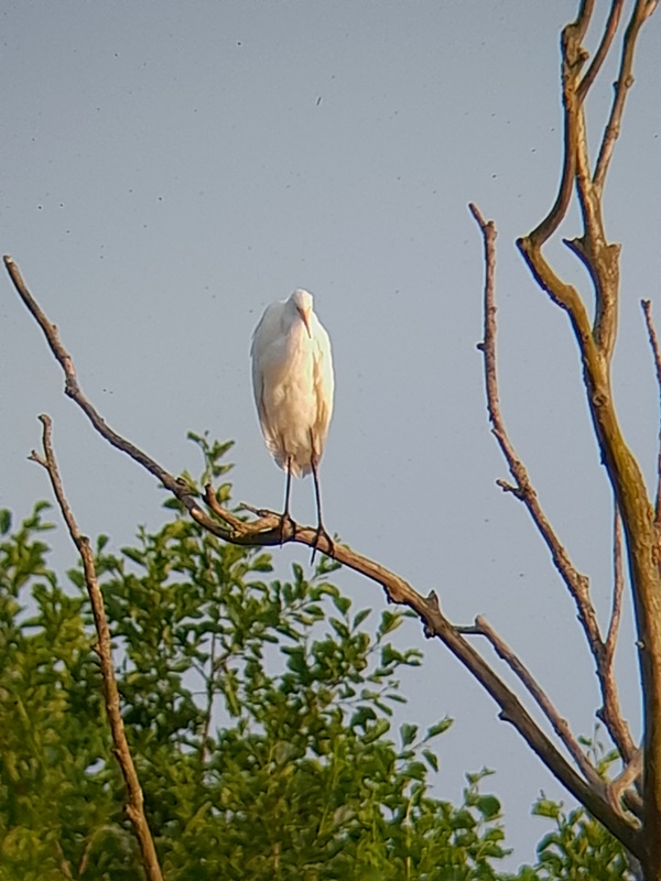 Grimley Wed evening Hobby, 2 G.W. Egrets , 1 successfully catching 4 Dragonfly on the wing , 8 L.Egret roosted .