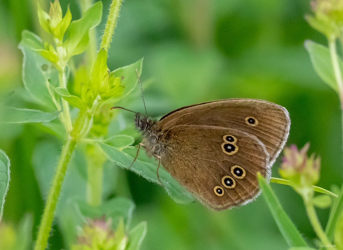 NeilBew's tweet image. More butterflies, large blue, ringlet, small Heath and meadow brown, all at the superb Daneway Banks in Gloucestershire