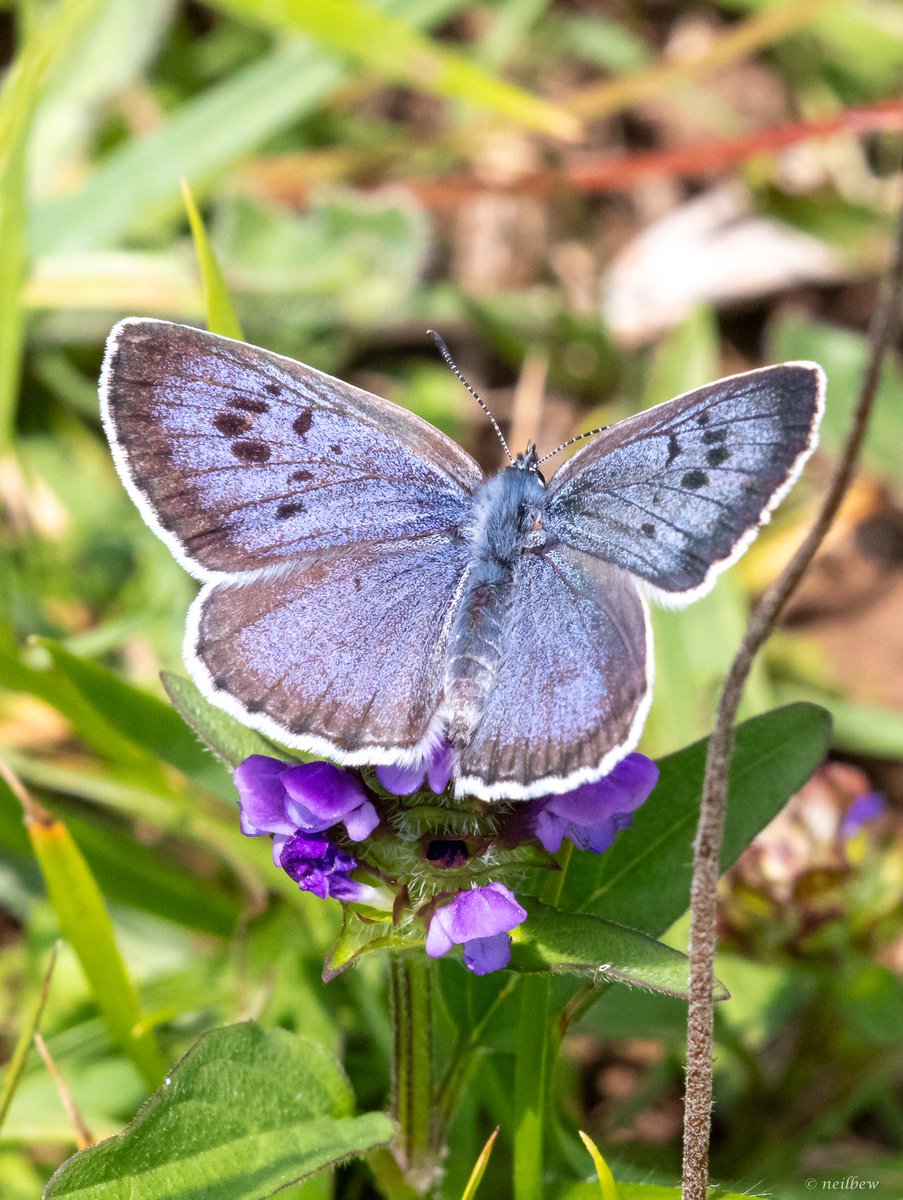 NeilBew's tweet image. More butterflies, large blue, ringlet, small Heath and meadow brown, all at the superb Daneway Banks in Gloucestershire