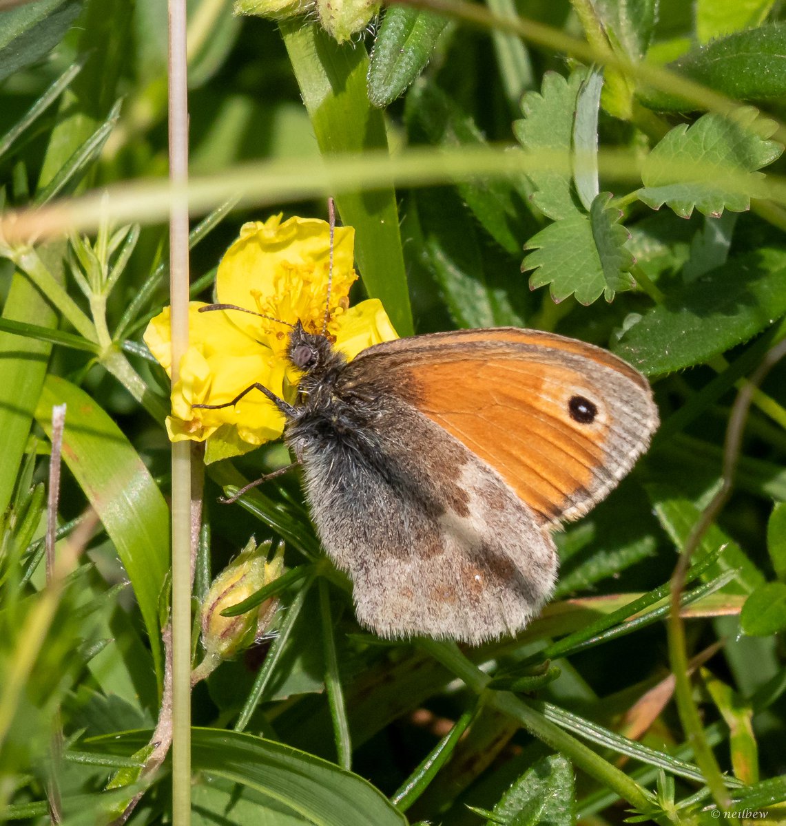 NeilBew's tweet image. More butterflies, large blue, ringlet, small Heath and meadow brown, all at the superb Daneway Banks in Gloucestershire