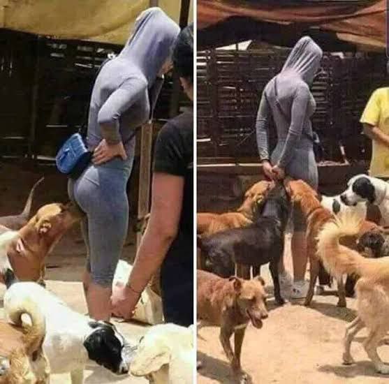 Why do Dogs do this?