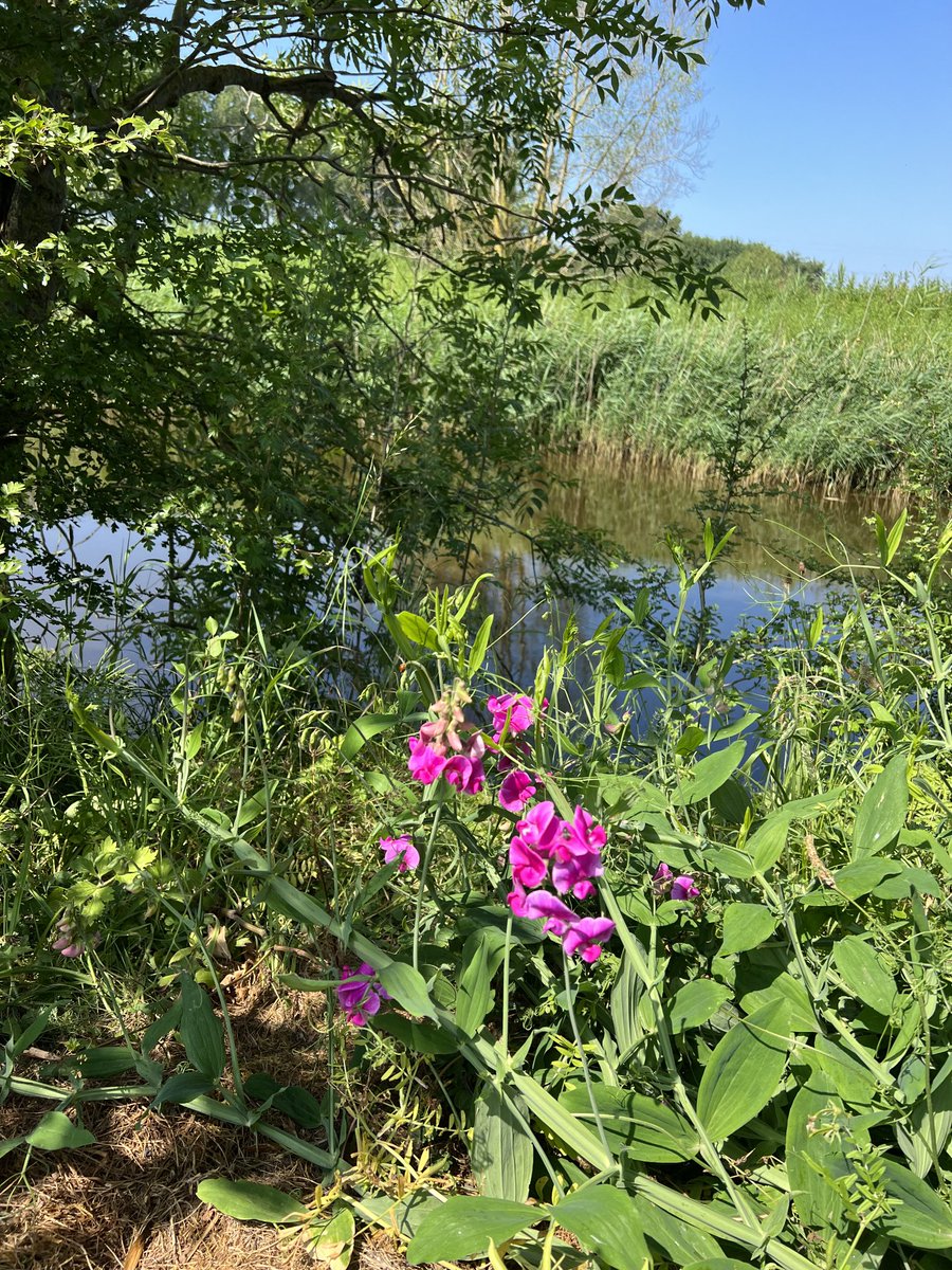 hon_joke's tweet photo. #Siererwt /#LathyrusLatifolius #Natuur
Dag 22 van de #Junibloeiers
Initiatief van @vule_rock_nroll https://t.co/PkPgW59Gib