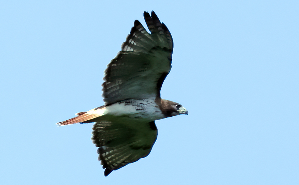 Red-tailed Hawk overhead. #Maryland #birds #birdphotography #TwitterNatureCommunity #NaturePhotography #naturelovers #BirdsOfTwitter #birdsofprey