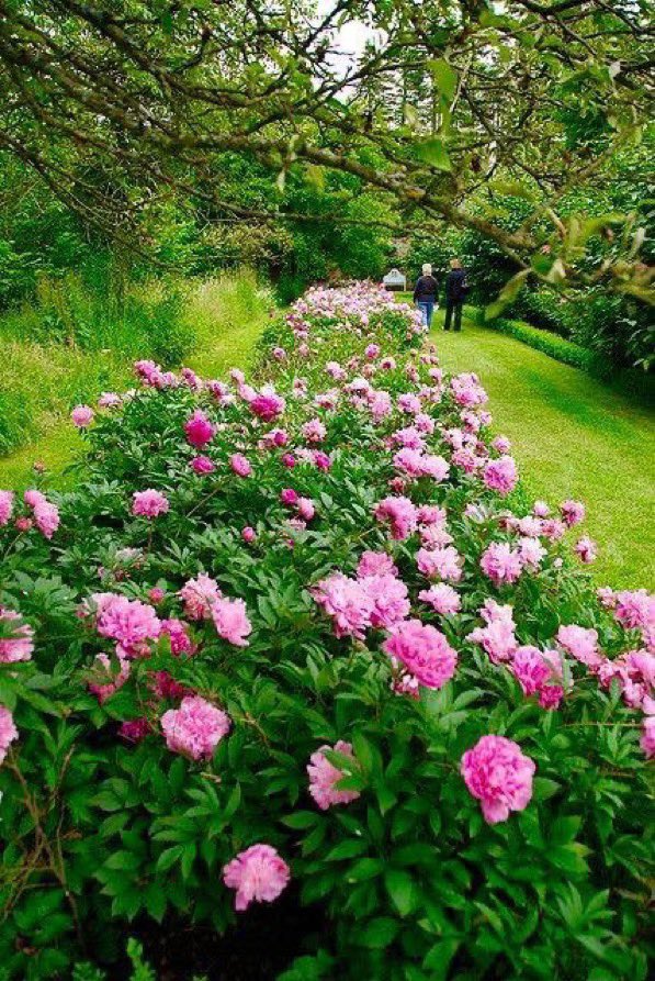 The peony will flourish, as I said, in half-shade; indeed its brag of size and colour gains from the broken light of overhanging branches. penshurstplace.com/explore/see/ga…