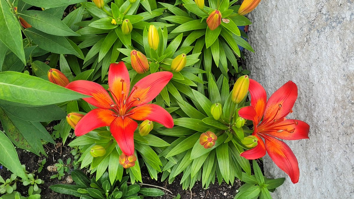 Some of the #flowers #blooming in my #gardens today. Everyday brings a new canvas of colors! #gardener #gardening #gardentherapy