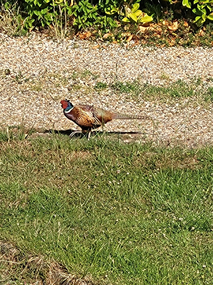 Good morning from me and the pheasant strutting around my garden! As you do  #ruralliving