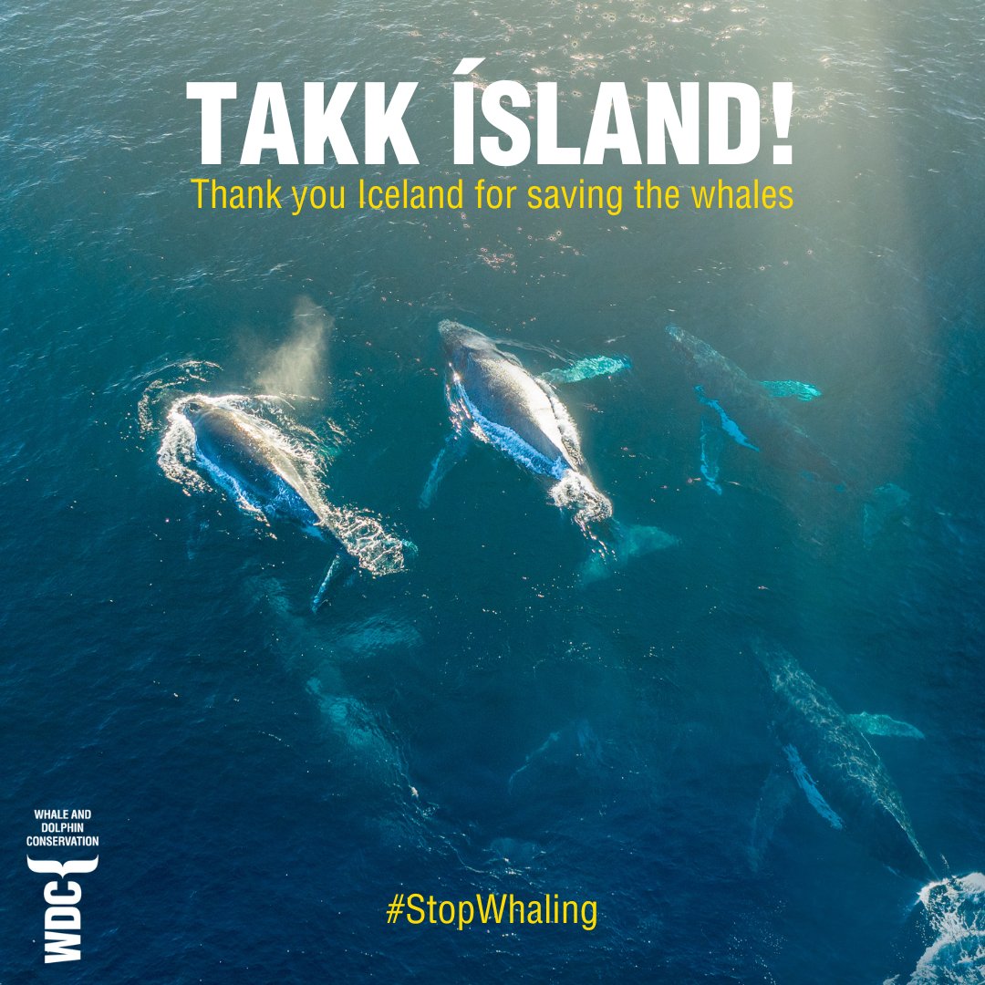 A massive thank you to Iceland for stopping whaling this summer!
Because of this momentous decision you have saved around 150 magnificent, beautiful, intelligent whales. Now let's stop whaling for good and save many hundreds more!
#stopwhaling

@hardtoport 
@MFAIceland…