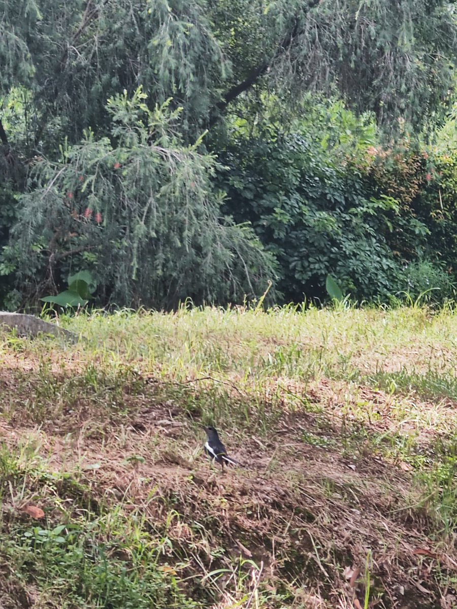 my stall in the wetland park is amazing today: Saw 2 Little Edgets, 1 Grey Heron, some Blackbirds, 3 Spot-billed Ducks, 1 Chinese Bulbul, 1 Magpie Robin
and here is the Magpie Robin😸😸😸who we call Oreo for  its wings' pattern of white mixed in black
#Hedgewatch