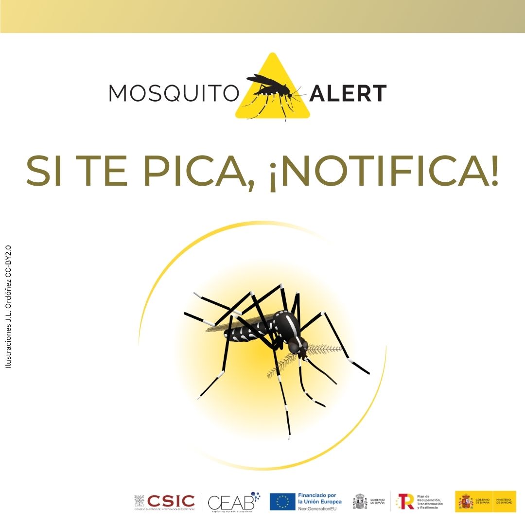 📲 Descárgate la app #MosquitoAlert y ayúdanos combatir la propagación de enfermedades como dengue, Zika, chikungunya o Fiebre del Nilo Occidental  

Si puedes, hazle una foto 

Android: play.google.com/store/apps/det…
iOS: apps.apple.com/es/app/mosquit…

#SiTePicaNotifica