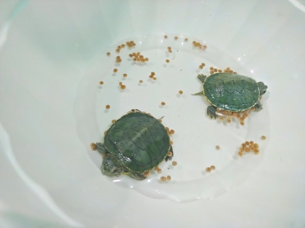 anak-anak ku, ada saran nama?