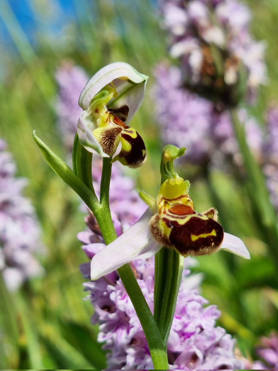 Watching #nature recover at #grangemore park and enjoying the beautiful bee orchids. Lush 🐾  #beeorchid