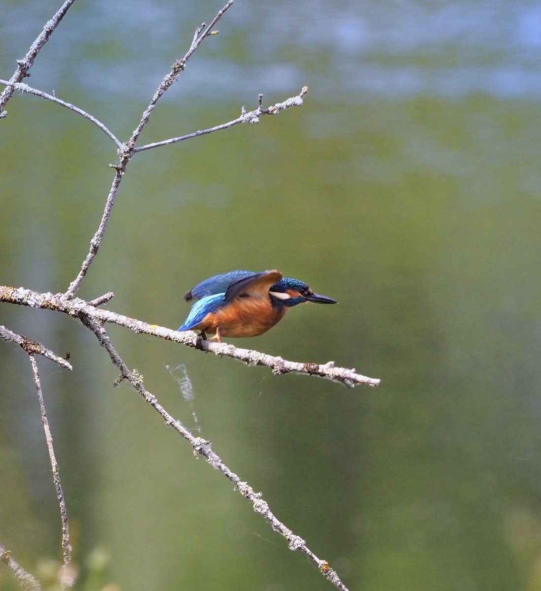 kingfisher at Swamp lake. Old Chesterton,Warwickshire,England. June 20th 2023..