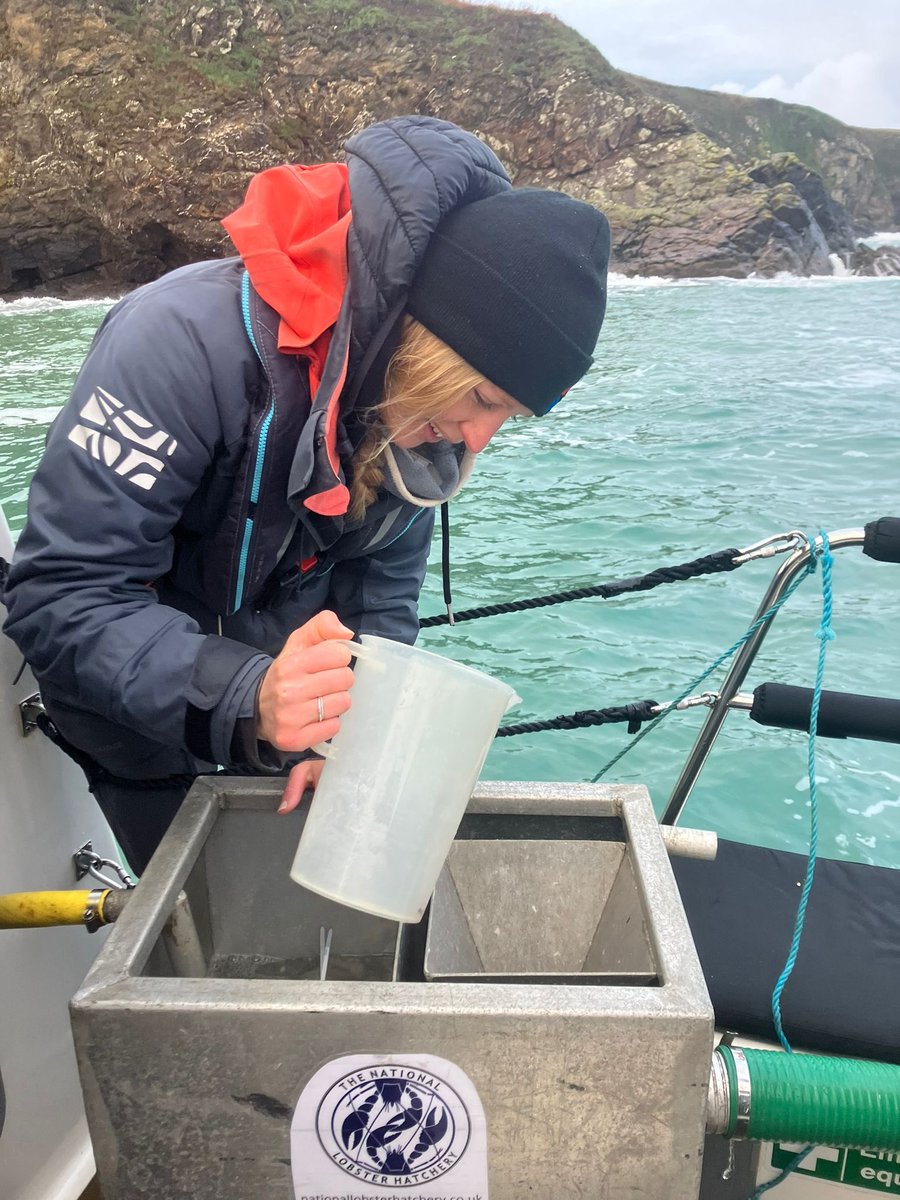 🚨We have a VERY SPECIAL trip coming up!! 🚨For the FIRST TIME we are taking passengers out on a 2 hour Sealife Safari and during the trip, every passenger will get the incredible opportunity to release some tiny baby lobsters into the wild! 
💥4th JULY &amp; ONLY 10 SEATS!!💥