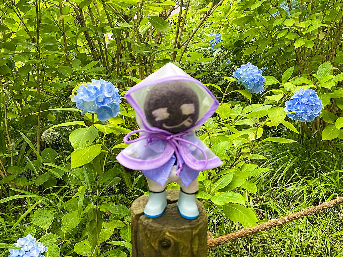Deidara_Botchi's tweet photo. Hi!
I'm a #DeidaraBotchi .
It started to rain while I was in #MeigetsuinTemple, so I put on my #Raincoat.
#HydrangeaTemple
#Ajisai #Hydrangeas #HimeHydrangea #LacecapHydrangea
#Meigetsuin #MeigetsuinBlue
#Kamakura
#Kanagawa
#Japan
#Nuidori
#WoolFelt #NeedleFelting #NeedleFelt https://t.co/d1MoOzIiwh