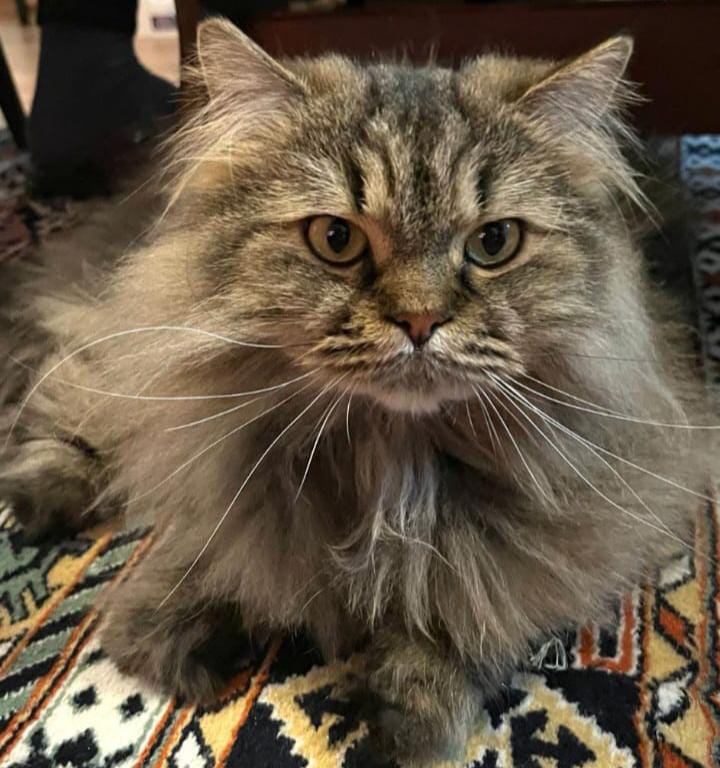 Prens 3.5 yaşında kısır, mecburiyetten dolayı sahiplendirme yapmak zorundayım. Maması, oyuncakları, her şeyi verilecektir. 1 yıllık bütün masrafı karşılanacaktır. /Bursa
+90 506 337 57 59 Gökhan Bey