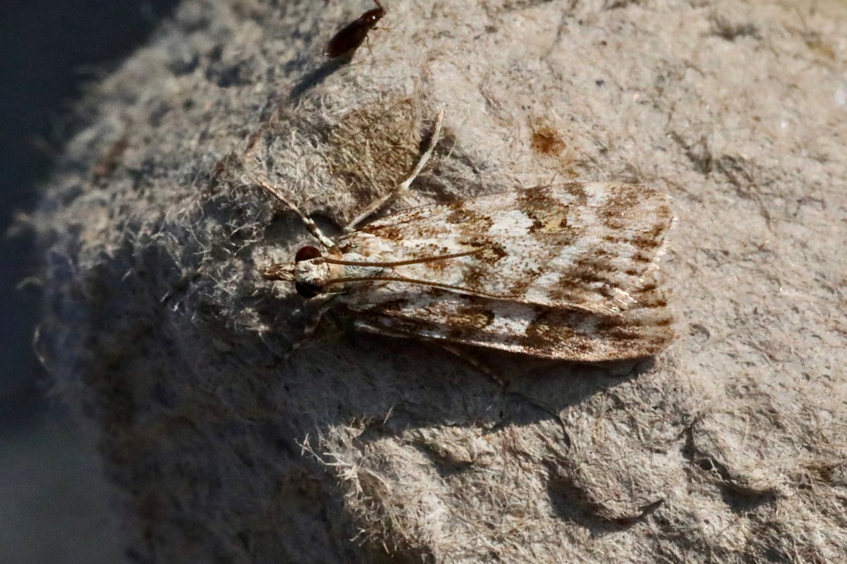 A few moths from last night. Privet Hawk-moth, Small Clouded Brindle, Cinnabar and meadow Grey.