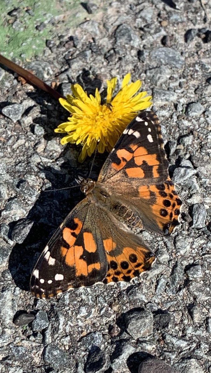 It’s Field Day!  Please make sure you come with sneakers, a water bottle and sun screen. Anyone else a little excited? <a href="/bbmon7/">Beaver Bank Monarch</a>