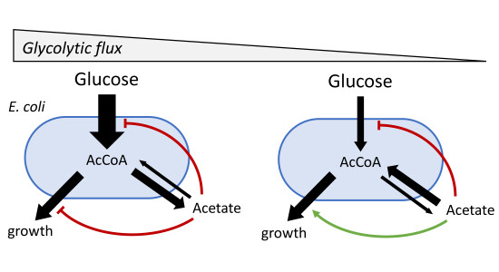 O_Borkowski's tweet photo. Acetate is a beneficial nutrient for E. coli at low glycolytic flux
https://t.co/WEW8ZpmuDK https://t.co/a81eE1qddd