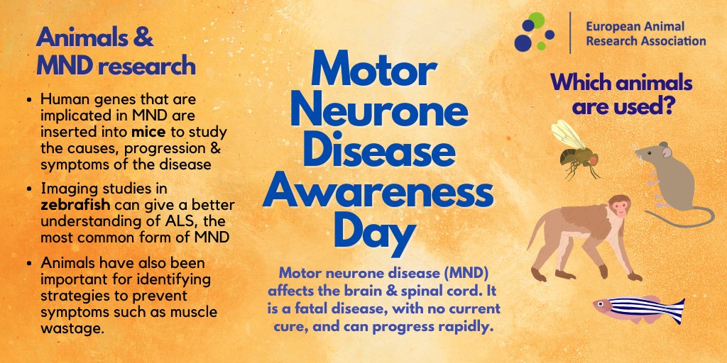 Animals such as #mice, #monkeys & #zebrafish have greatly contributed to our understanding & treatment of #MotorNeuroneDisease. 

👇 Check out how for #MotorNeuroneDiseaseAwarenessDay yesterday!