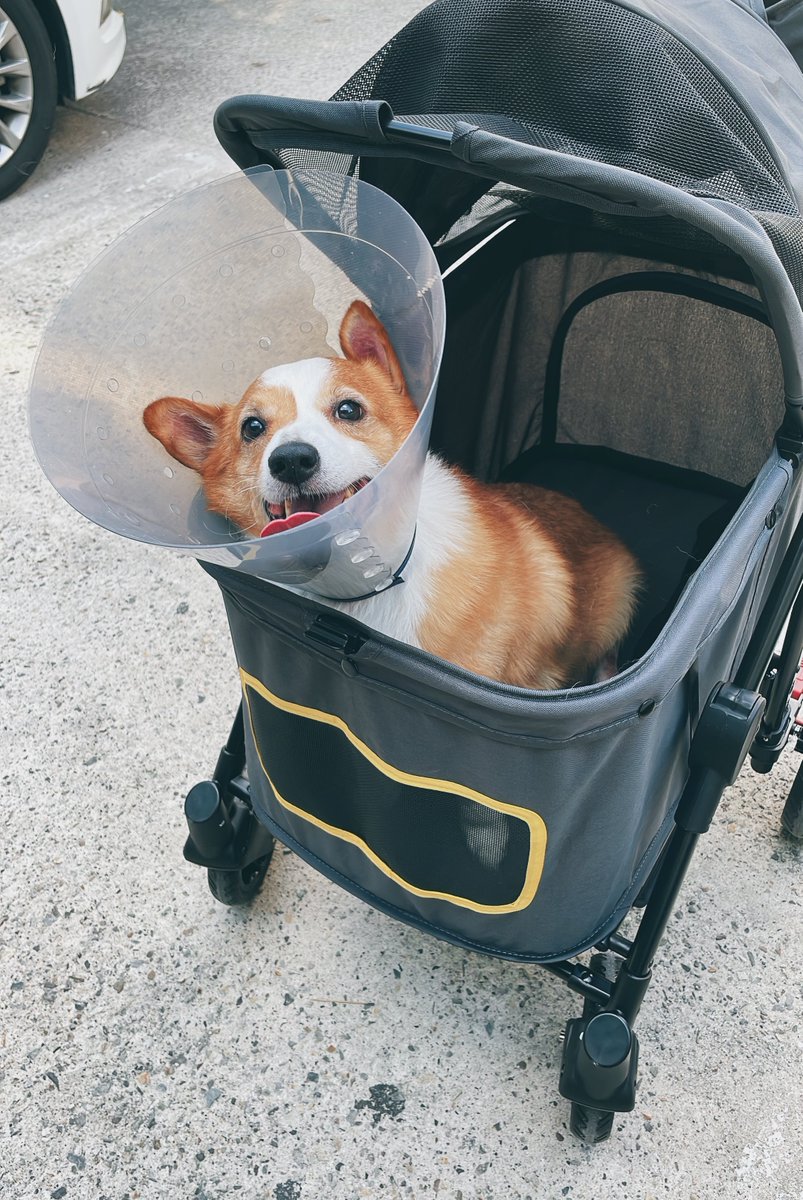 퇴원하는 쪼리씌💛
집에 간다고 세상 신났음ㅋㅋㅋ 하지만, 이제 시작이다… 통원치료 가즈아…