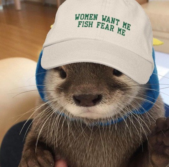 OtterAnHour's tweet image. 