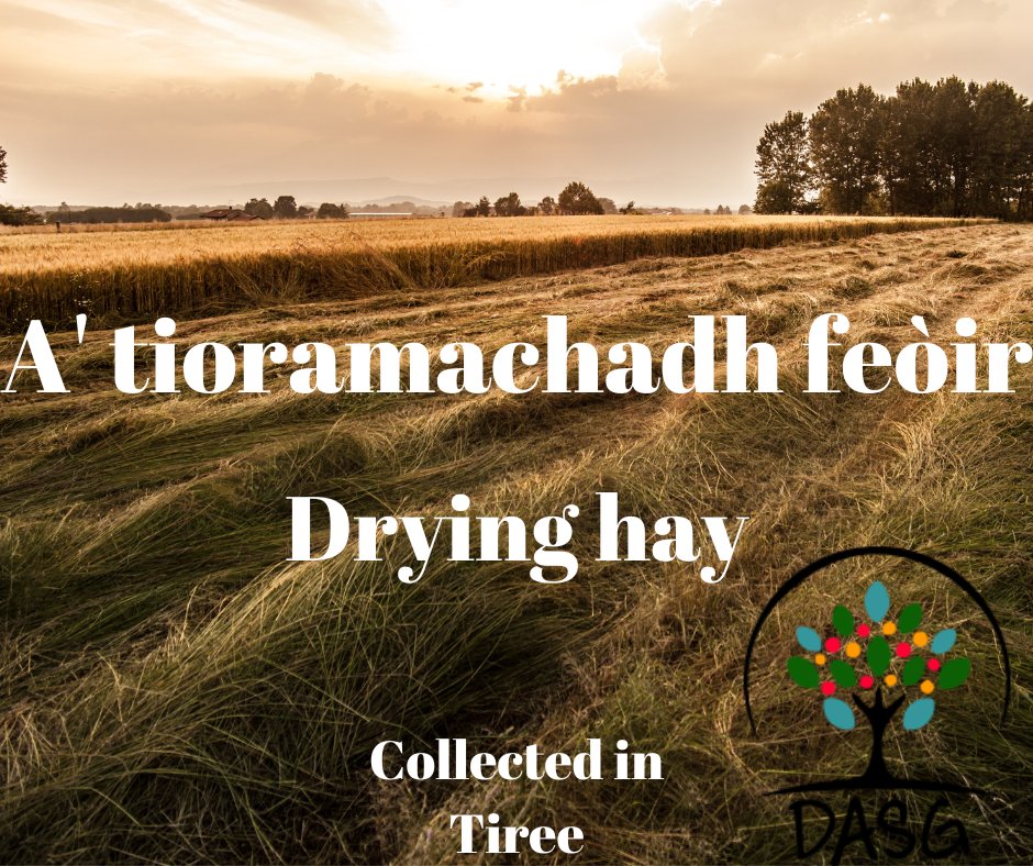 lght.ly/a09dmea
👨‍🌾
A' TIORAMACHADH FEÒIR - DRYING HAY
🌱
#Buain #Harvest #Feur #Saoidh #Hay
#Tuathanachas #Farming #Feirmeoireacht
🌾
#Tiriodh #Tiree #EarraGhàidheal #Argyll #Alba #Scotland
#Gàidhlig #Gaelic #ScottishGaelic
#DigitalArchiveofScottishGaelic #DASG