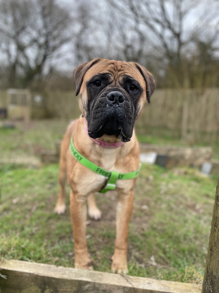 Please retweet to help Wendy find a home #SWANSEA #WALES #UK 

Gentle Giant Mastiff aged 1. She can live with children aged 12+ and possibly with another relaxed dog. 
She loves attention and is good on the lead 🌟

DETAILS or APPLY 👇
rspca-llysnini.org.uk/dogs/wendy/ #AdoptDontShop