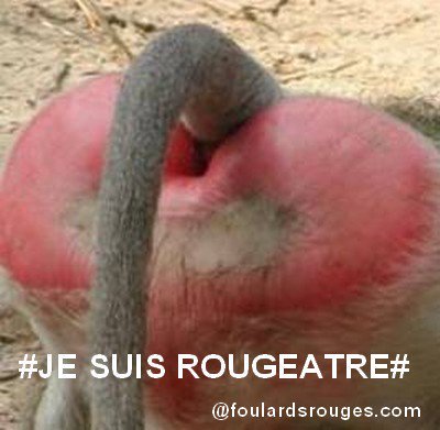 Manu Langlois tweet media