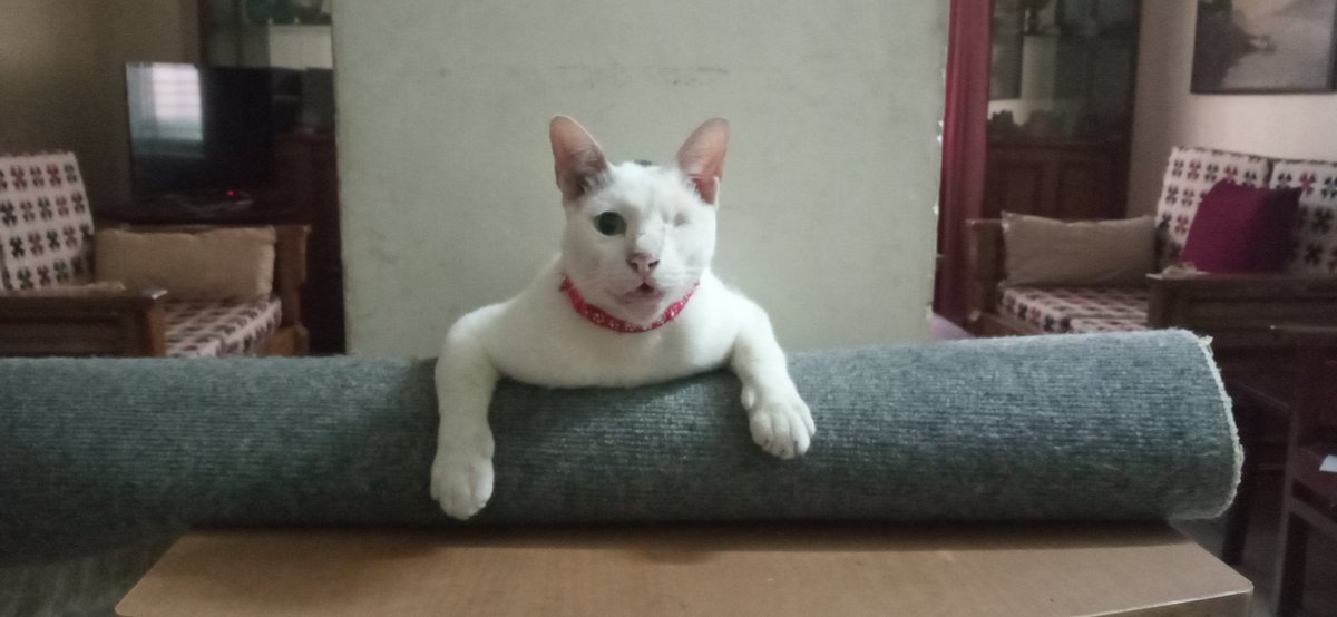 Good afternoon 🌄

#Caturday #catloversclub #catlovers #kittycat #furbaby🐾