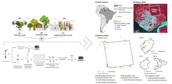 Interesting new Zika Virus (ZIKV) insights from Urban forest fragments in the Brazilian Amazon:
❗first-ever evidence of Ae. albopictus naturally infected with ZIKV in the #Amazon region.
❗better understanding of #ZIKV vectors at urban–forest edges 
👉hubs.li/Q01V19qG0