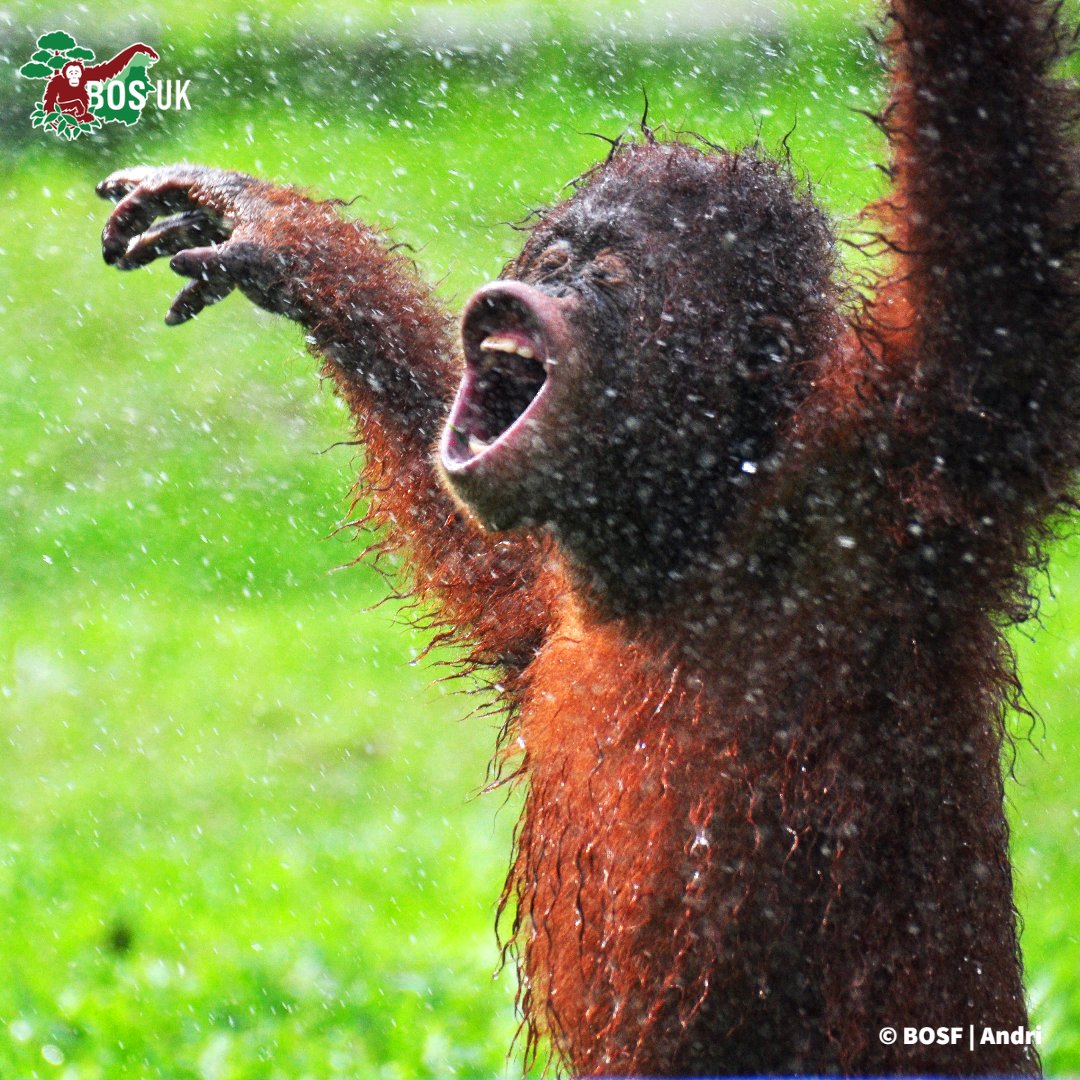 Bumi was only a few weeks old when he was rescued in 2016, but he beat the odds and is now a happy, healthy, and adventurous student at #OrangutanJungleSchool. 🎓🦧🌳 Thank you to all his sponsors! 🧡 
#TBT #NotAPet #Conservation #CriticallyEndangered