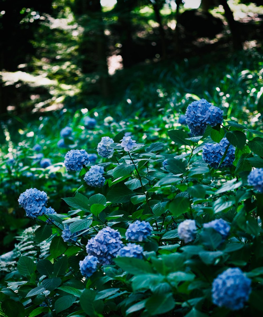 #hydrangea park