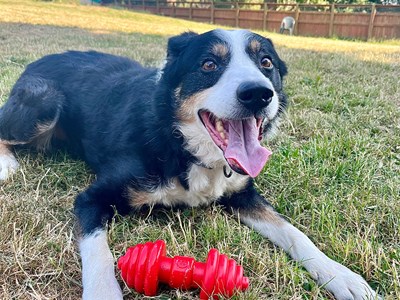 Please retweet to help Dylan find a home #CWMBRAN #WALES #UK 

Affectionate Collie aged 12, he loves fuss and a cuddle and enjoys balls and toys. He is looking for a quiet home and may be able to live with a calm dog🐶✅

DETAILS or APPLY👇
allcreaturesgreatandsmall.org.uk/rehoming/rehom…
#dogs #Collies