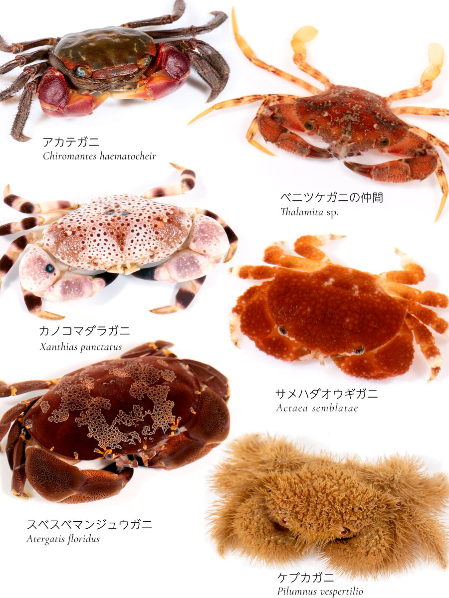 Crab festival🦀
#カニの日