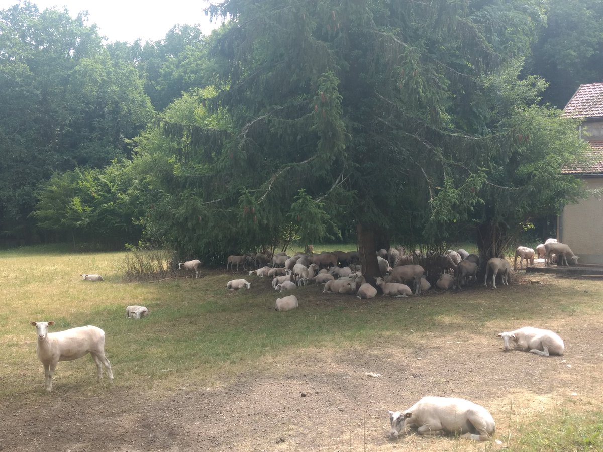 📢 Les brebis sont de retour en forêt d'Ermenonville pour la préservation des landes et pelouses sèches. 🌱🥀 🤝Ce projet de @ONF_Officiel , #PNR Oise Pays de France et @CENHDF soutient un binôme de bergers qui mènera un pâturage itinérant tout l'été. 🐏🐏