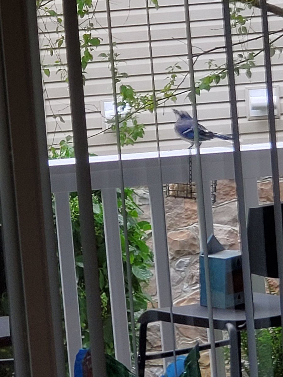 Balcony visitor this morning #bird