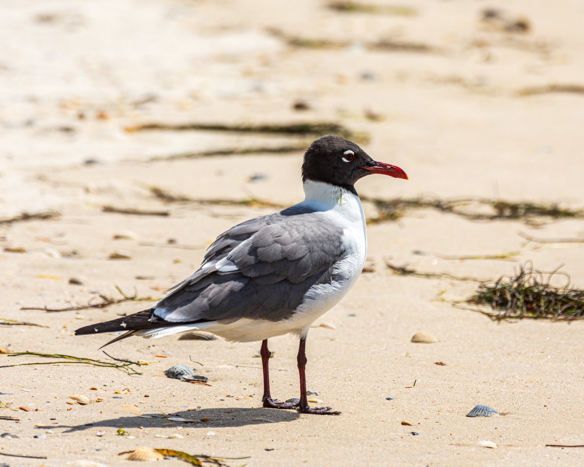 Egg and plume hunters nearly eliminated Laughing Gulls in the northeastern United States in the late 19th century.  Protection allowed populations to increase over the last century.  #wildlifephotography #wildlifeprotection flic.kr/p/2oJSuCz