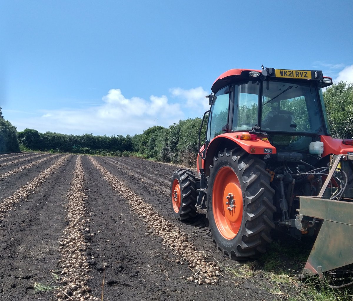 Summer on Scilly is not all about the beach. We're also preparing for winter. Our narcissi bulbs are lifted, cleaned, sorted &amp; replanted every four years to make sure that we are always picking the very best flowers. scillyflowers.co.uk/about-us
#churchtownfarm #britishgrownflowers