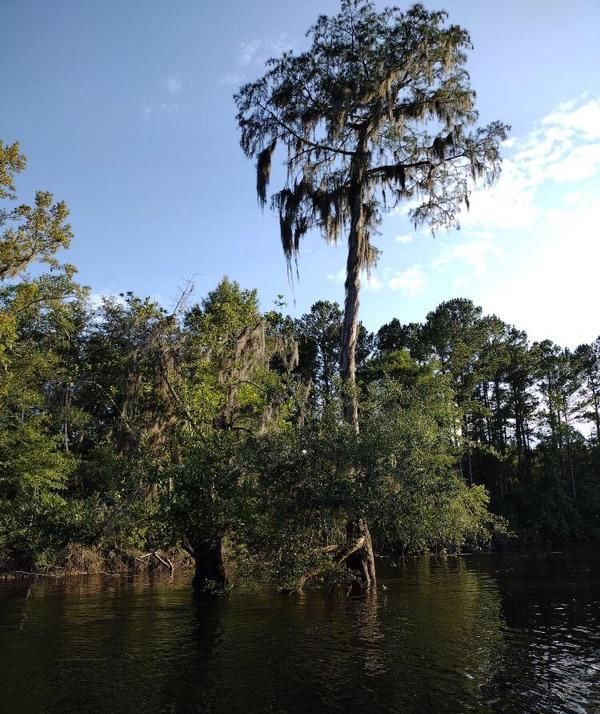 SatillaRK's tweet photo. Did you know that the Satilla River originates in Ben Hill County? It then flows eastward and a little southward for approximately 200 miles, before emptying into St. Andrews Sound and the Atlantic Ocean in Camden County! 🏞🤩 https://t.co/Y0tNgiz49Y