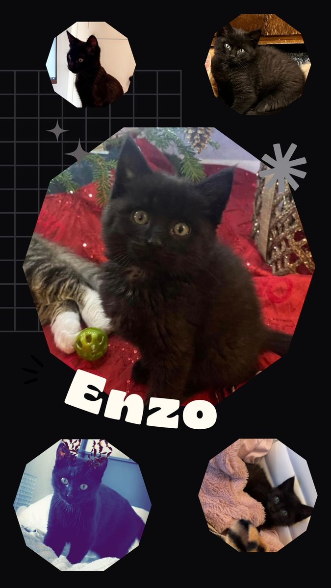 Today's #FurryFriend is Enzo! This kitty has been a cutie since day 1.
#3AmigosApartments #CatPictures #CatFriendly #CatsWelcome #WelcomeHome