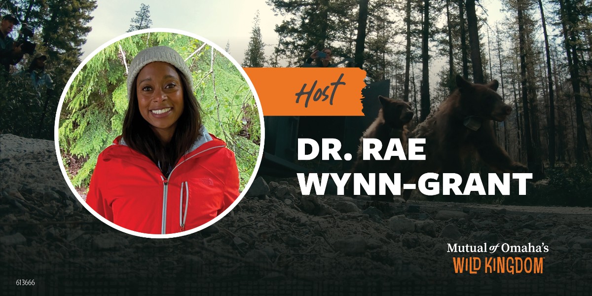 WildKingdom's tweet photo. "It's official! 🥁 Please join us in welcoming our new host, Dr. @raewynngrant to the Wild Kingdom family. She will host our new series, Mutual of Omaha's #WildKingdomProtectingtheWild, alongside Peter Gros. Watch her in action here: https://t.co/BXKb3Y2KSp https://t.co/TWuIWtxOZe