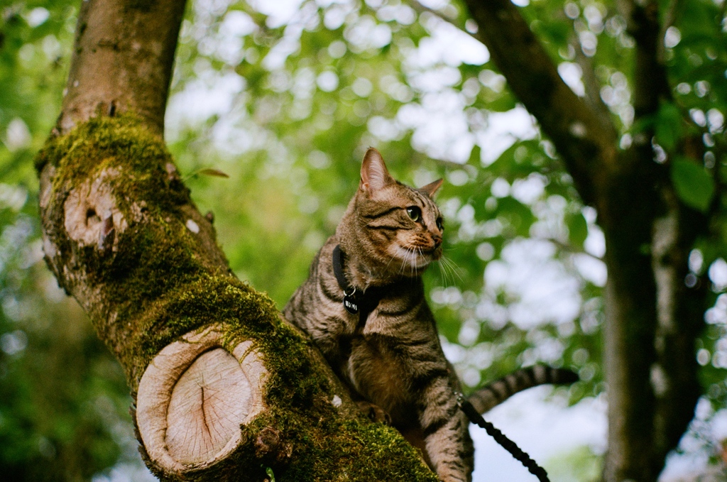 "...The gravity of holding something so valuable is balanced by the M3’s dependable utility. If you are used to shooting an M3 (or any M) you'll feel right at home picking up and adjusting it - after all, it's mechanically identical to the chrome cameras of its era..." ⁠