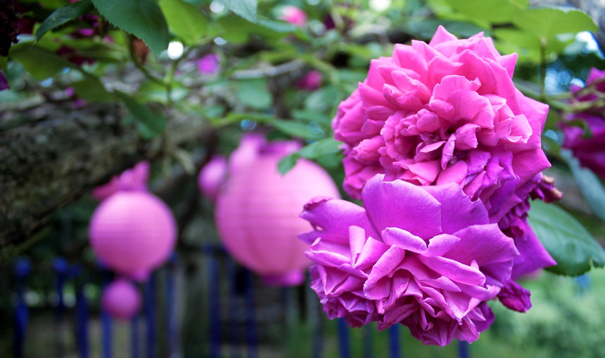 DiscoverLINY's tweet photo. Picnic under the stars at @oldwestburygard this weekend on June 23rd-24th for their #MidsummerNights event 🌟🌙 #DiscoverLongIsland
Prepare to be dazzled as the #Gardens come alive with lanterns, charming wreaths and floral displays! 🌷
https://t.co/583Y5SuXHv https://t.co/yixPOfZBOG