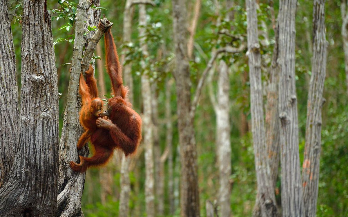 Did you know that orangutans only live in certain rainforests? They assist with seed dispersal and have been found to be crucial in habitat restoration. Learn more about these animals with Nature Lab! 
PC: © Lalith Ekanayake
nature.ly/3JqUWBg  
#tncnaturelab #rainforests